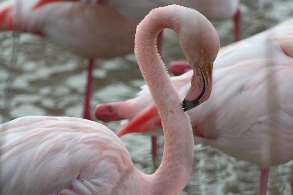 Cap Monde "Camargue"