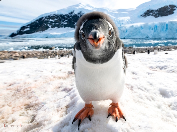 Document-Terre - Antarctique, aux confins du monde