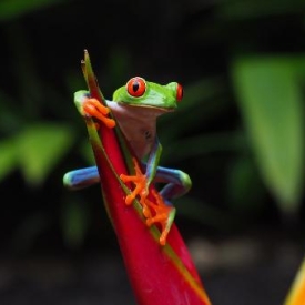 Le Costa Rica - Document Terre