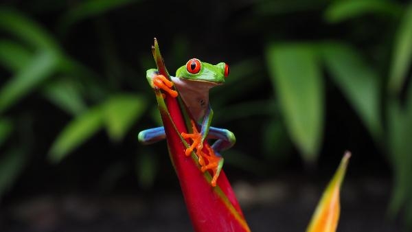 Le Costa Rica - Document Terre